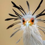 You can't miss the unmistakable plumage of the secretary bird