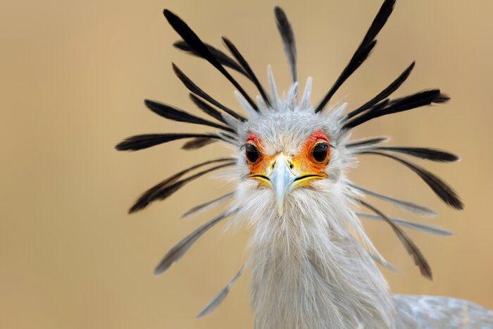 You can't miss the unmistakable plumage of the secretary bird