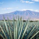  Agave tequila landscape to Guadalajara, Jalisco, Mexico