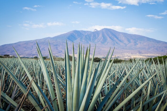 Agave tequila landscape to Guadalajara, Jalisco, Mexico