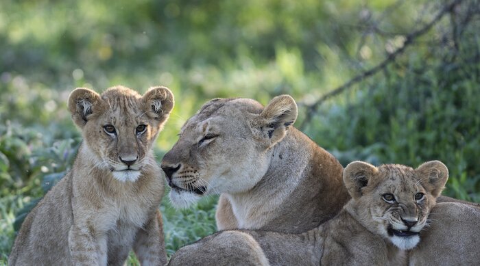 Full day game viewing drive in the vast Serengeti National Park