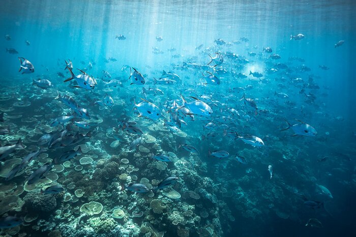 Evolution Outer Reef Cruise (Snorkel)