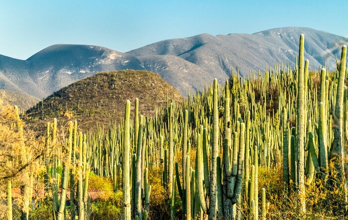 A view of cacti and mountains at Tehuacán-Cuicuitlan Biosphere Reserve