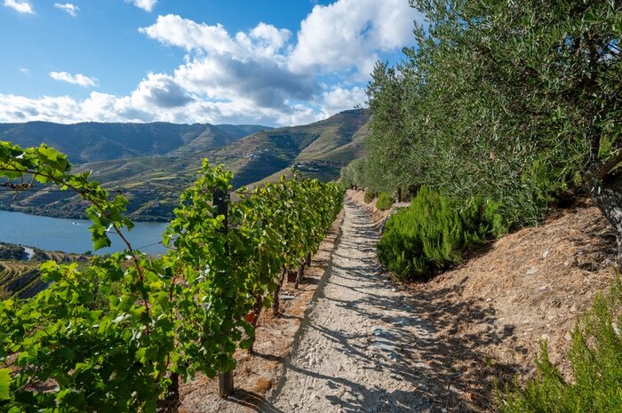 Private Wine Country Hike & Picnic