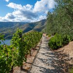 The route can be personalized to your group's abilities, including a challenging 5-mile loop or a gentler, family-friendly portion (photo courtesy of Douro Valley Walks)