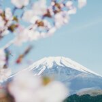Mount Fuji framed by cherry blossoms