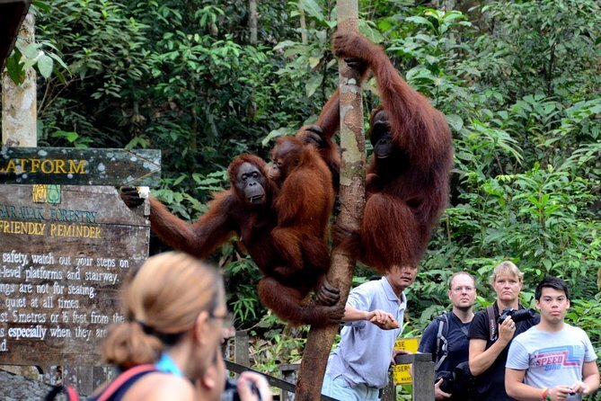 Semenggoh Orangutan, Lunch & Sarawak Cultural Village