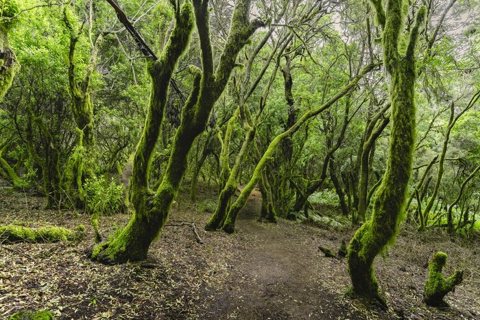 Reconnect with Nature: Mindful Walk in Laurisilva Forest