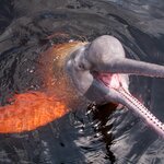 Spot pink river dolphins in the Amazon