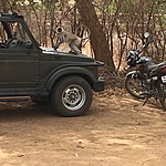 Ranthambore | Photo taken by carole c