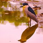 Photo taken by Dennis H