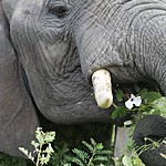 Flowers are tasty | Photo taken by Jonathan G