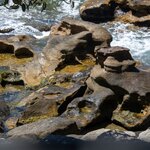 Photo taken by Linnaea M