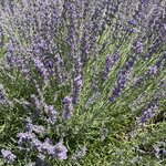 Photo taken by Jodi P