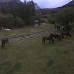 Horses grazing at Los Torres | Photo taken by Sheila S