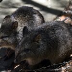 Photo taken by Linnaea M