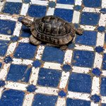 Our turtle friend at Dar Roumana | Photo taken by Eileen S