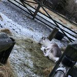 We saw a reindeer at the Reykjavik Zoo! | Photo taken by John P