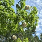 Photo taken by Jaya R