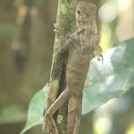 Iguana | Photo taken by Kim S