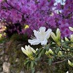 Photo taken by Frank S