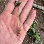 Photo taken by Ross V