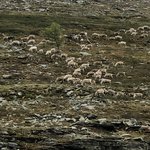 Herds of reindeer | Photo taken by florence P
