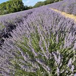 Photo taken by Jodi P