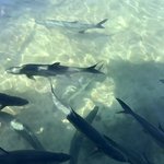 Tarpon | Photo taken by BRAD K