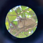 Sloth, taken during  Manuel Antonio National Park tour | Photo taken by Marilyn L