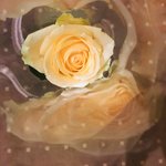 The beautiful rose Igor brought for me  | Photo taken by Barbara D
