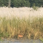 Hog deer, Chitwan | Photo taken by Lisa D