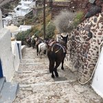 Famous donkeys that carry tourists up the hill  | Photo taken by Alexandra S