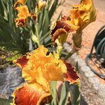 Photo taken by Kaya W