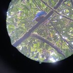 A female quetzal | Photo taken by Anita L