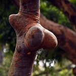 Photo taken by Linnaea M