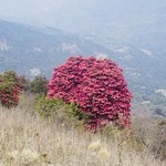 Rhododendrons  | Photo taken by LeaAnn F