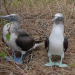 Blue Footed Boobies | Photo taken by Sheila R