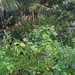 Photo taken by Shyamal N