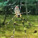 Spider | Photo taken by peter e