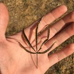 Photo taken by Ailson S