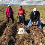 Picking potatoes  | Photo taken by Cassie B