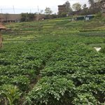Crops | Photo taken by Janet B