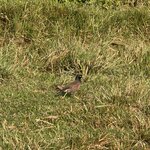 Photo taken by Meenakshi B