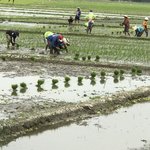 Planting rice | Photo taken by James W