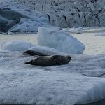 Seals napping | Photo taken by jay d