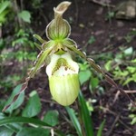 Orchid @ Perico & Lola’s | Photo taken by Janice V