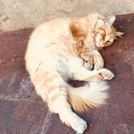 Great kitty stories in the communal community  | Photo taken by Barbara D