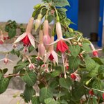 Photo taken by Shanthi V