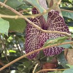 Photo taken by Morton A